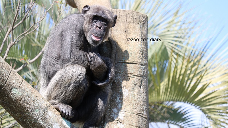 チンパンジー　ワシントン条約　フェニックス自然動物園